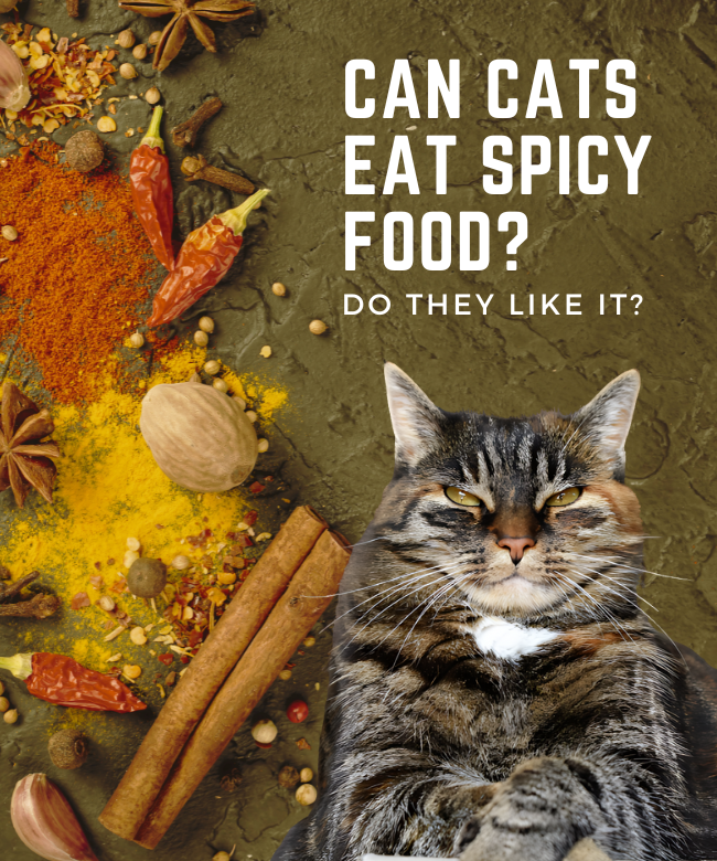 Can Cats Taste Spicy Food? Blogipie